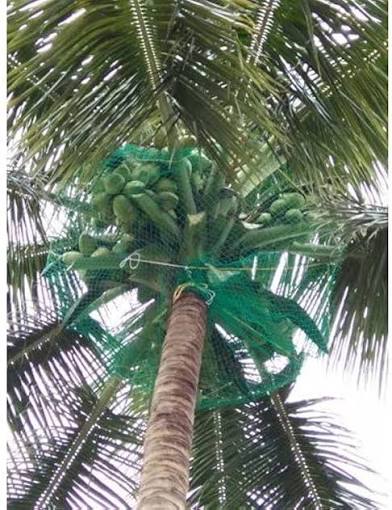 Coconut tree safety nets