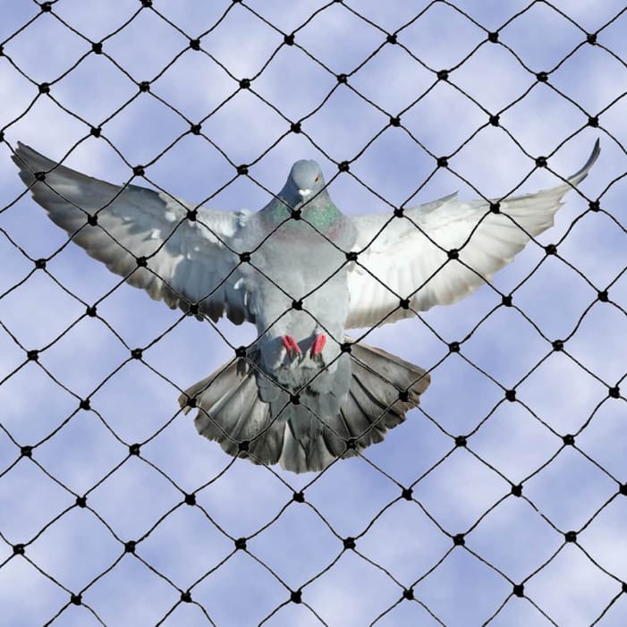 Pigeon safety nets